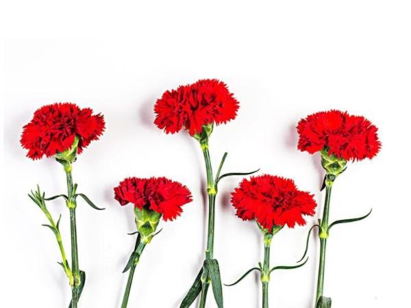 明焱分选秤祝全体女性节日快乐